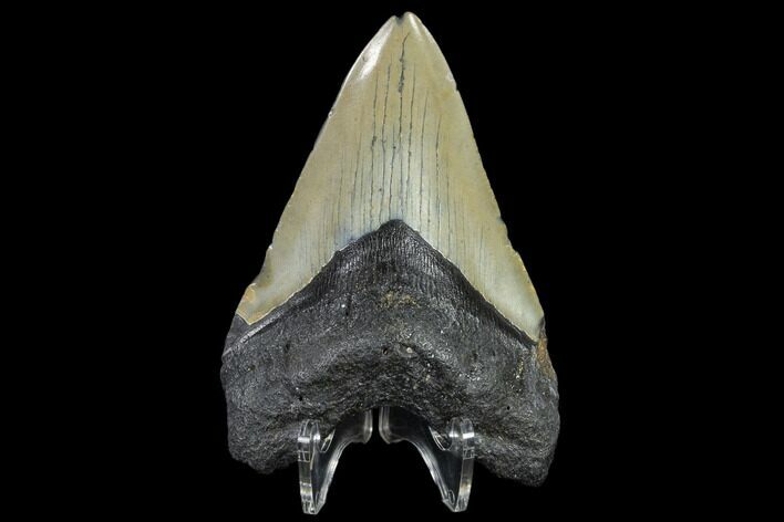 Fossil Megalodon Tooth - North Carolina #119426